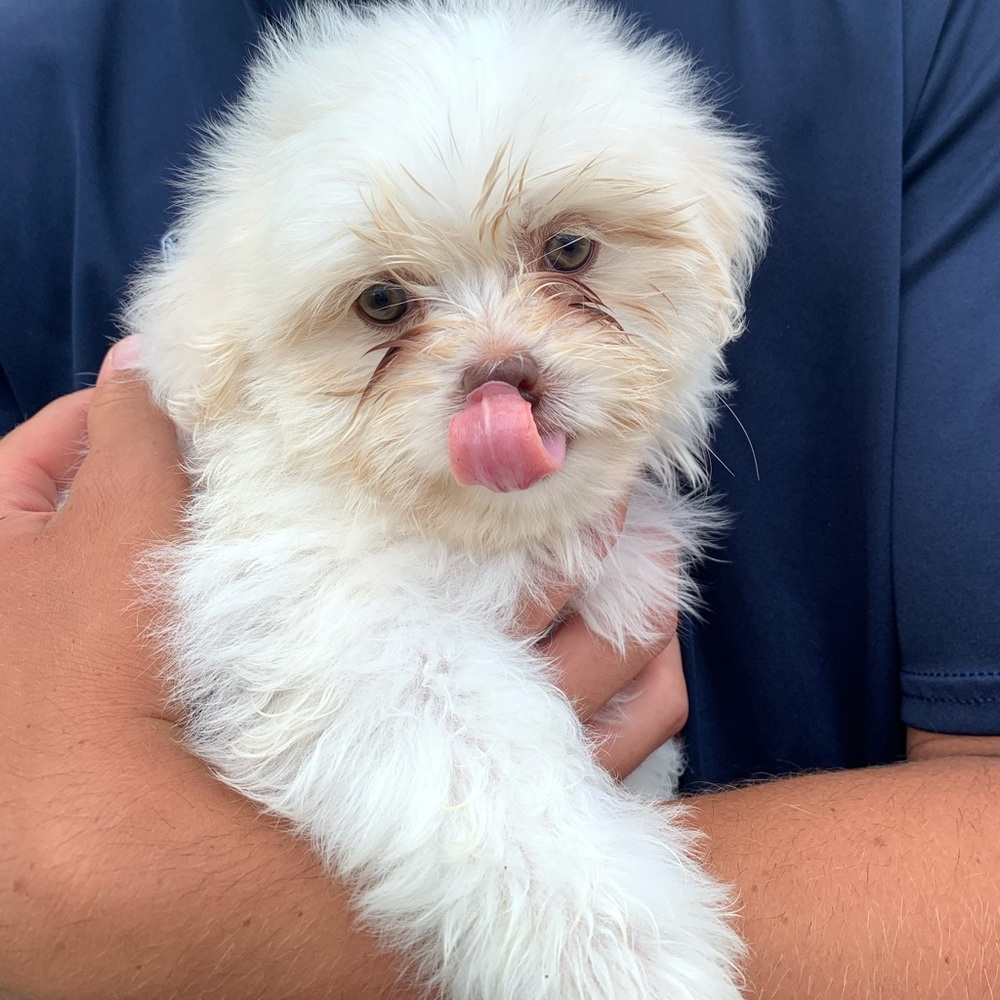 Meet your Posher, Bella